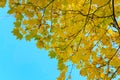 Falling autumn maple leaves natural background .Colorful foliage Royalty Free Stock Photo