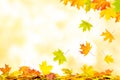 Falling autumn maple leaves natural background with copy space Royalty Free Stock Photo