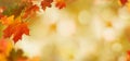 Falling autumn maple leaves natural background . Royalty Free Stock Photo