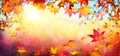 Falling Autumn Red Leaves With Sunlight Royalty Free Stock Photo