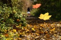 Falling Autumnal leaves Royalty Free Stock Photo