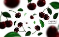 Falling black cherries elements, realistic cherry background on white in 3d illustration