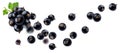 Falling black currant isolated on white background Royalty Free Stock Photo