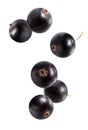 Falling black currant isolated on white. Royalty Free Stock Photo