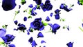 Falling Blue Roses On White Background
