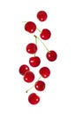 Falling cherry isolated on a white background. Flying red ripe berries. Cherries flying down Royalty Free Stock Photo