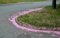 Falling cherry petals cover cars, roads and sidewalks with a pink layer of petals. in the corners there are layers that must be cl