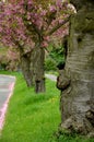 Falling cherry petals cover cars, roads and sidewalks with a pink layer of petals. in the corners there are layers that must be cl