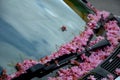 Falling cherry petals cover cars, roads and sidewalks with a pink layer of petals. in the corners there are layers that must be cl