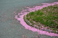 Falling cherry petals cover cars, roads and sidewalks with a pink layer of petals. in the corners there are layers that must be cl