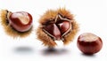 Falling Chestnuts isolate on White background Royalty Free Stock Photo