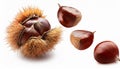 Falling Chestnuts isolate on White background Royalty Free Stock Photo