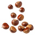 Falling chestnuts isolated on white background Royalty Free Stock Photo