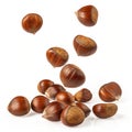 Falling chestnuts isolated on white background Royalty Free Stock Photo