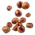 Falling chestnuts isolated on white background Royalty Free Stock Photo