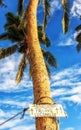 Falling coconuts sign Royalty Free Stock Photo
