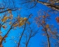 Falling colorful leaves in Algonquin park