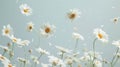 Falling Daisies Flowers Against A White Background, Spring Blossoms Background. Royalty Free Stock Photo