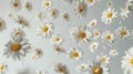 Falling Daisies Flowers Against A White Background, Spring Blossoms Background. Royalty Free Stock Photo