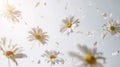 Falling Daisies Flowers Against A White Background, Spring Blossoms Background. Royalty Free Stock Photo