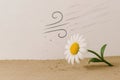A falling daisy, resisting the wind. Space for text. Royalty Free Stock Photo
