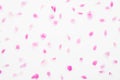 Falling down pink roses petals on white background. Flat lay, top view. Valentine`s background. Love, romance concept Royalty Free Stock Photo