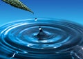 A falling drop of water from a green leaf. Water splash Royalty Free Stock Photo