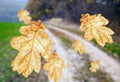 Falling dry oak leaf on the background of the road Royalty Free Stock Photo