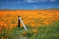 Falling fence post in field of California Golden Poppies during springtime super bloom in southern California high desert Royalty Free Stock Photo