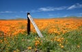 Falling fence post in field of California Golden Poppies during springtime super bloom in southern California high desert Royalty Free Stock Photo