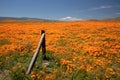 Falling fence post in field of California Golden Poppies during springtime super bloom in southern California high desert Royalty Free Stock Photo