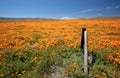Falling fence post in field of California Golden Poppies during springtime super bloom in southern California high desert Royalty Free Stock Photo