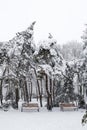 Falling fir and pine trees after sleet load and snow at snow-covered winter street in a city. Weather forecast concept. Snowy Royalty Free Stock Photo