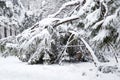 Falling fir and pine trees after sleet load and snow at snow-covered winter street in a city. Weather forecast concept. Snowy Royalty Free Stock Photo