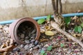 Falling flower pot Royalty Free Stock Photo