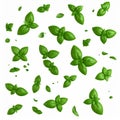 Falling Fresh Green Basil Leaves on White Background Royalty Free Stock Photo