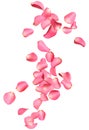 Falling fresh pink rose petals on background Royalty Free Stock Photo