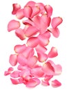 Falling fresh pink rose petals on white Royalty Free Stock Photo