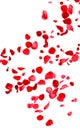 Falling fresh red rose petals on background Royalty Free Stock Photo