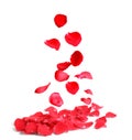 Falling fresh red rose petals on white background Royalty Free Stock Photo