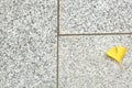 Falling fresh yellow ginkgo leaf on marble table. three square