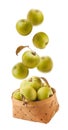 Falling (flying) green apples in basket isolated on white background. Royalty Free Stock Photo