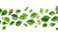 Falling Green Leaves on White Background, Isolated Tree Leaf Overlay, Fresh Nature Plant Foliage Pattern Backdrop Royalty Free Stock Photo