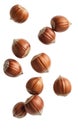 Falling Hazelnuts Isolated on White Background Royalty Free Stock Photo