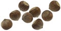 Falling hazelnuts isolated on white background Royalty Free Stock Photo