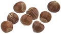 Falling hazelnuts isolated on white background Royalty Free Stock Photo