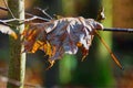 Falling leaf during the autumns foliage Royalty Free Stock Photo