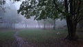 Falling leaves along a darkened pathway on a foggy fall day in blue mound state park