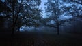 Falling leaves along a darkened pathway on a foggy fall day