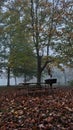 Falling leaves along leading to a picnic area on a foggy fall day in blue mound state park